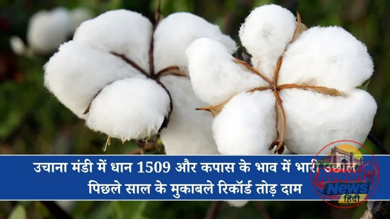 uchana mandi cotton paddy 1509 price hike