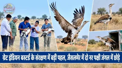 ग्रेट इंडियन बस्टर्ड के संरक्षण में बड़ी पहल, जैसलमेर में दो नर पक्षी जंगल में छोड़े